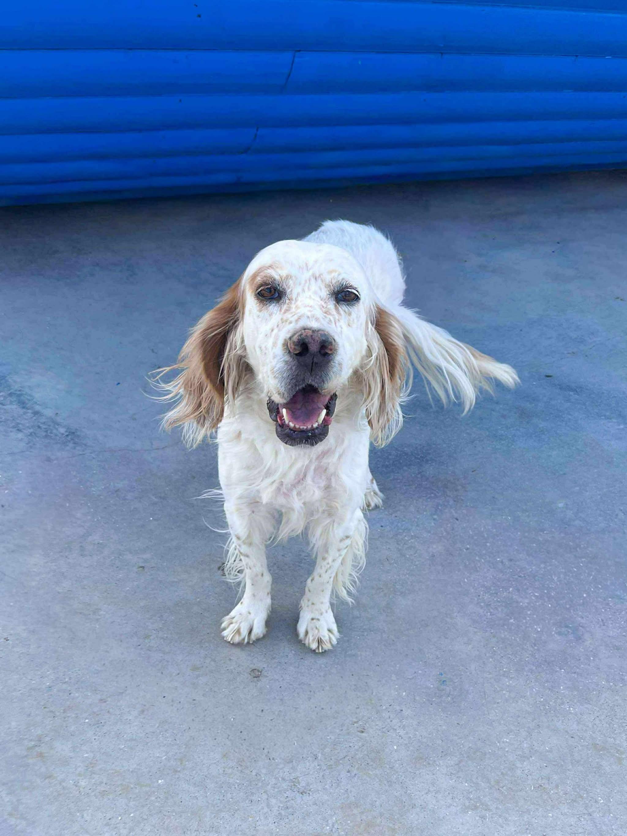 Sydney, a ADOPTABLE Setter in Bellingham, WA image 3/4