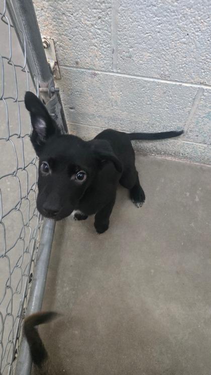 Barley, an adoptable Mixed Breed, Affenpinscher in Lakeside, AZ, 85929 | Photo Image 1