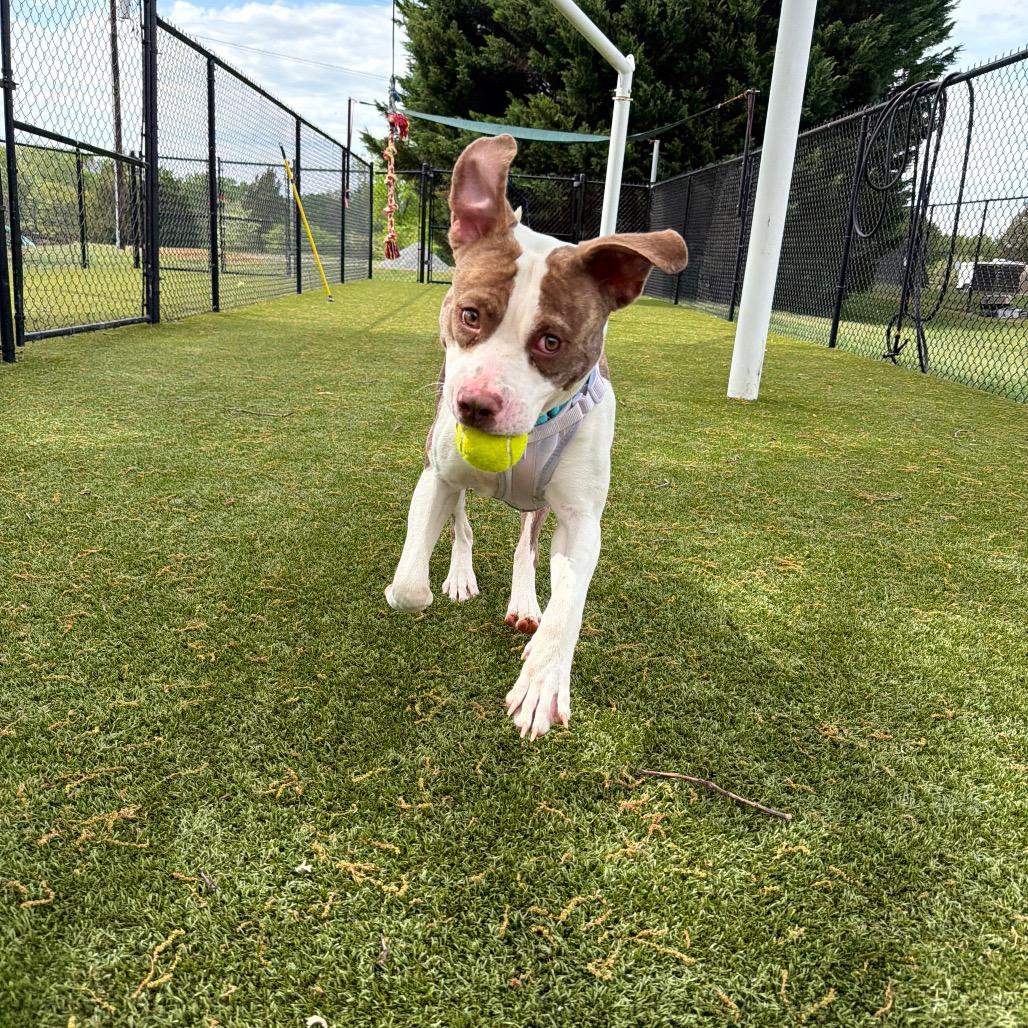 Jay, Adoptable, Adult Male Mixed Breed.