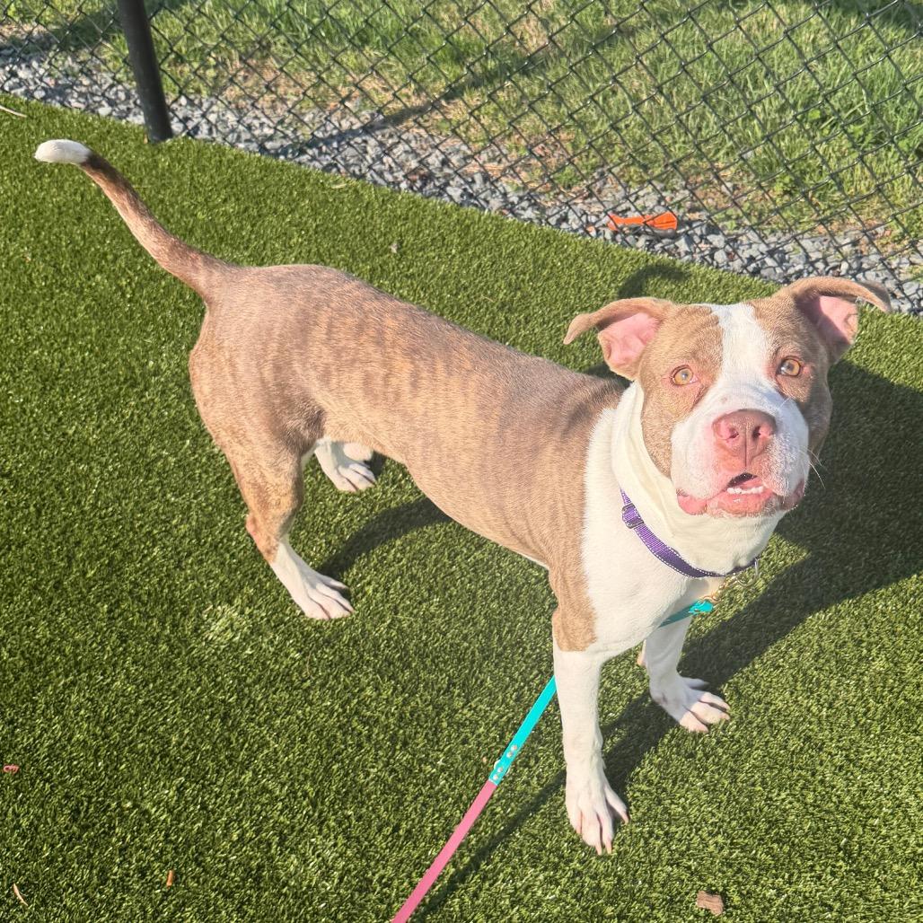 Enlarge Jay, a Adoptable Mixed Breed in Winston-Salem, NC image 3/6
