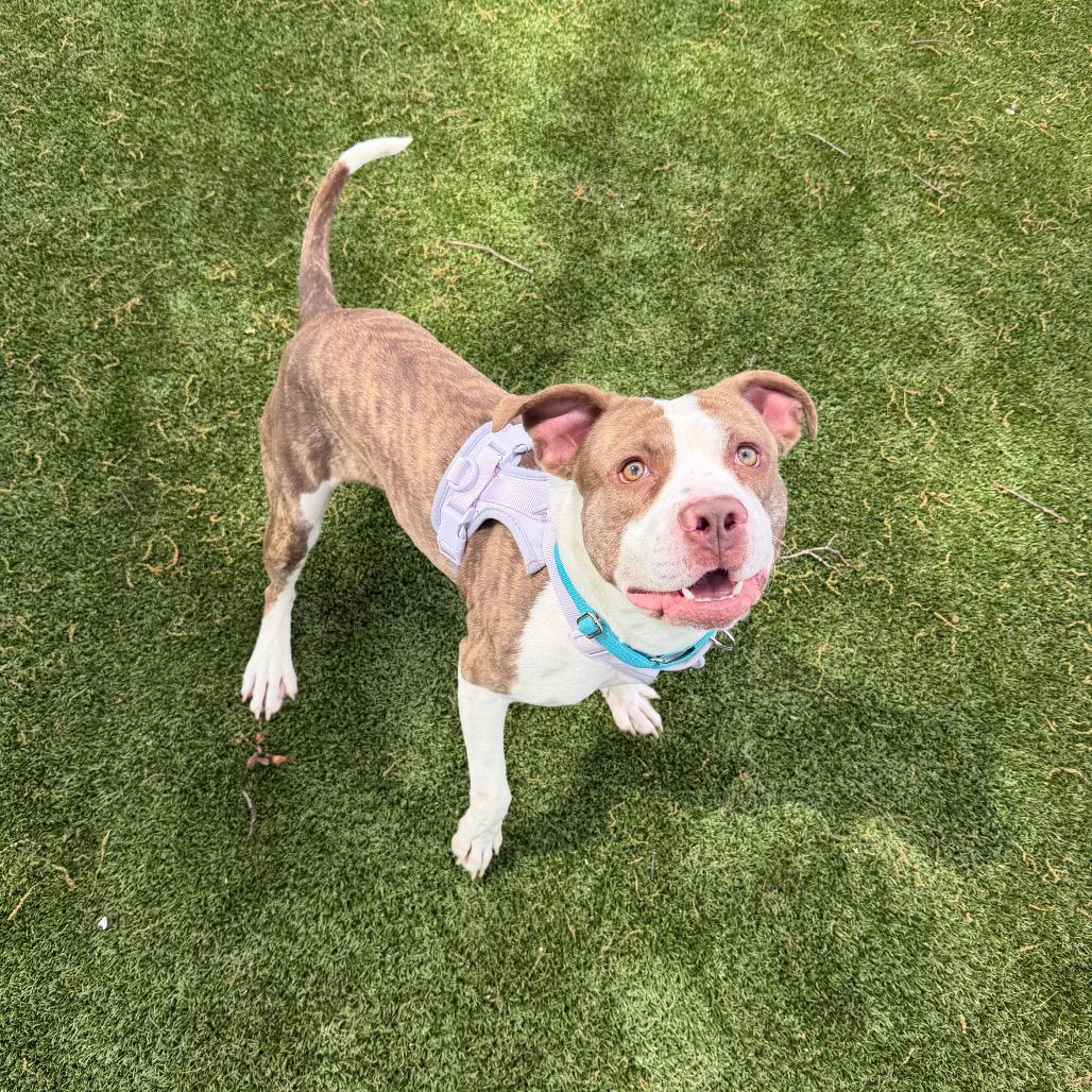 Enlarge Jay, a Adoptable Mixed Breed in Winston-Salem, NC image 4/6