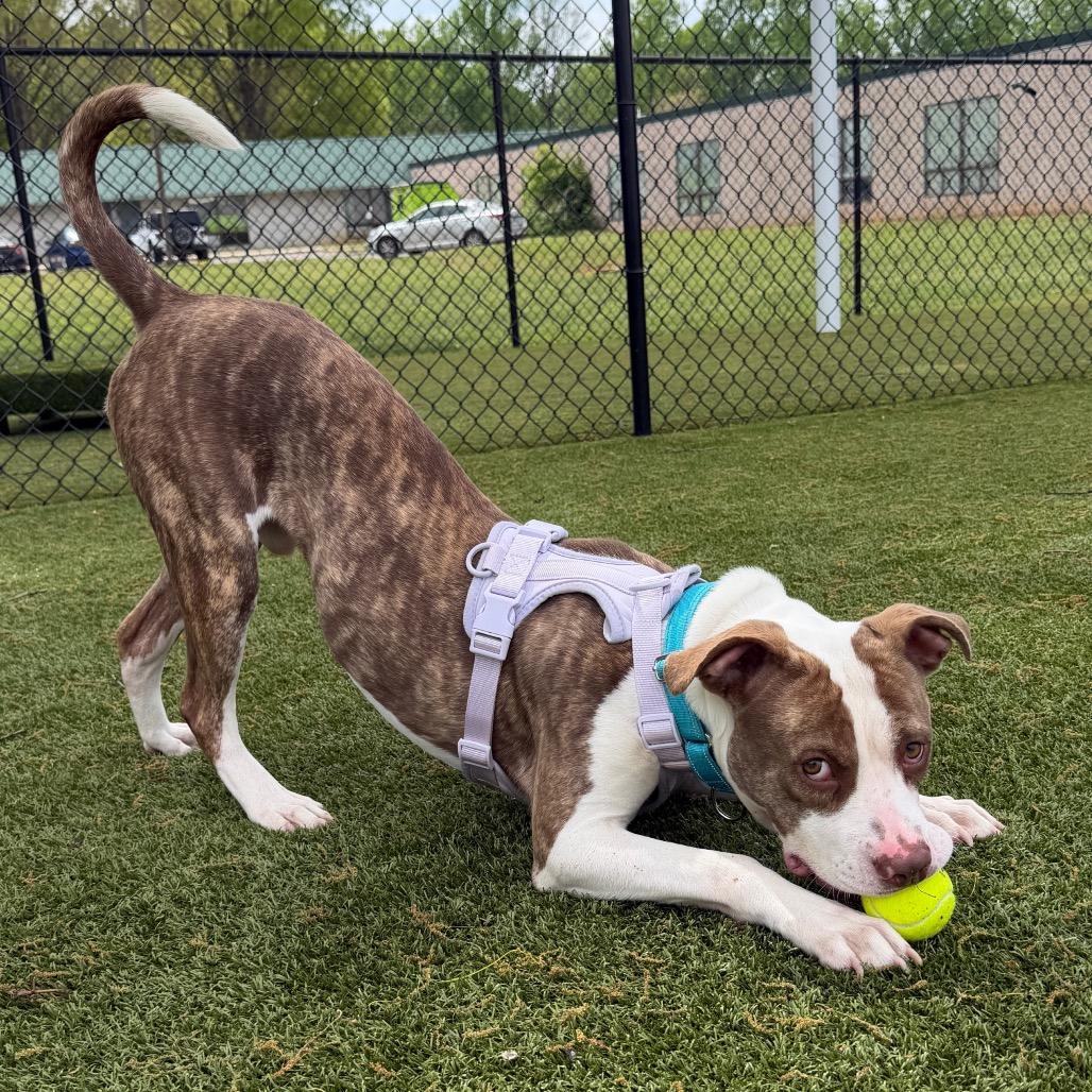 Enlarge Jay, a Adoptable Mixed Breed in Winston-Salem, NC image 5/6