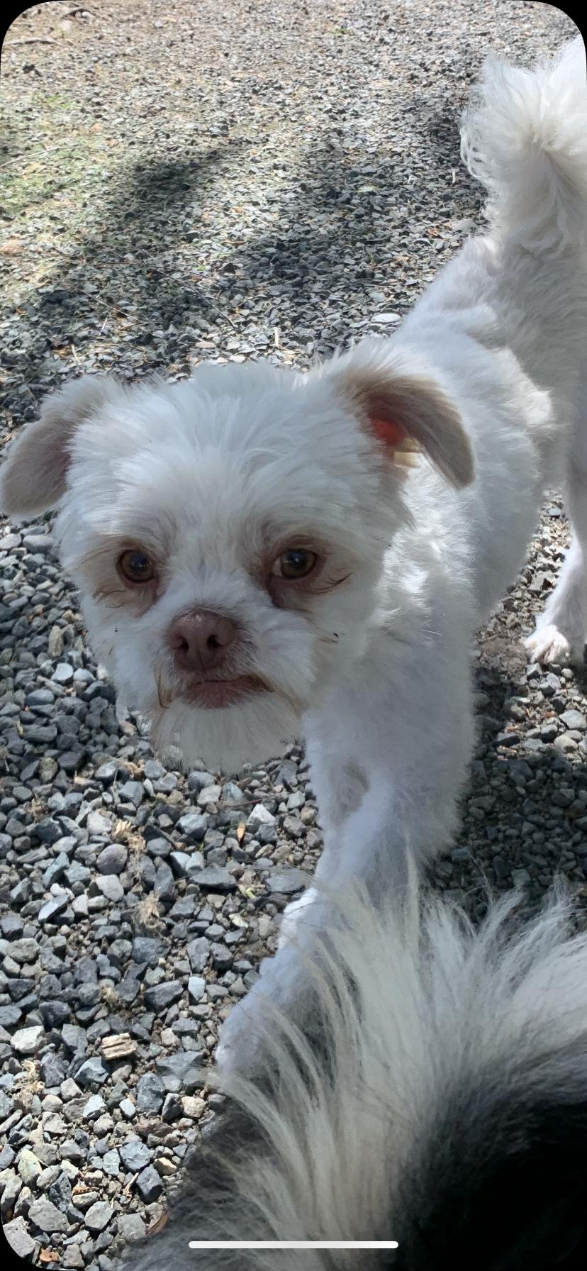 Enlarge Reggie, a Adoptable mixed breed in Wenatchee, WA image 2/5