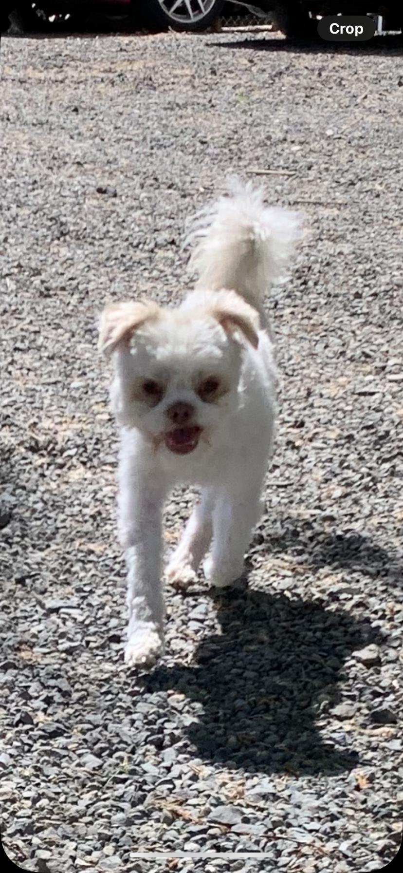 Enlarge Reggie, a Adoptable mixed breed in Wenatchee, WA image 1/5