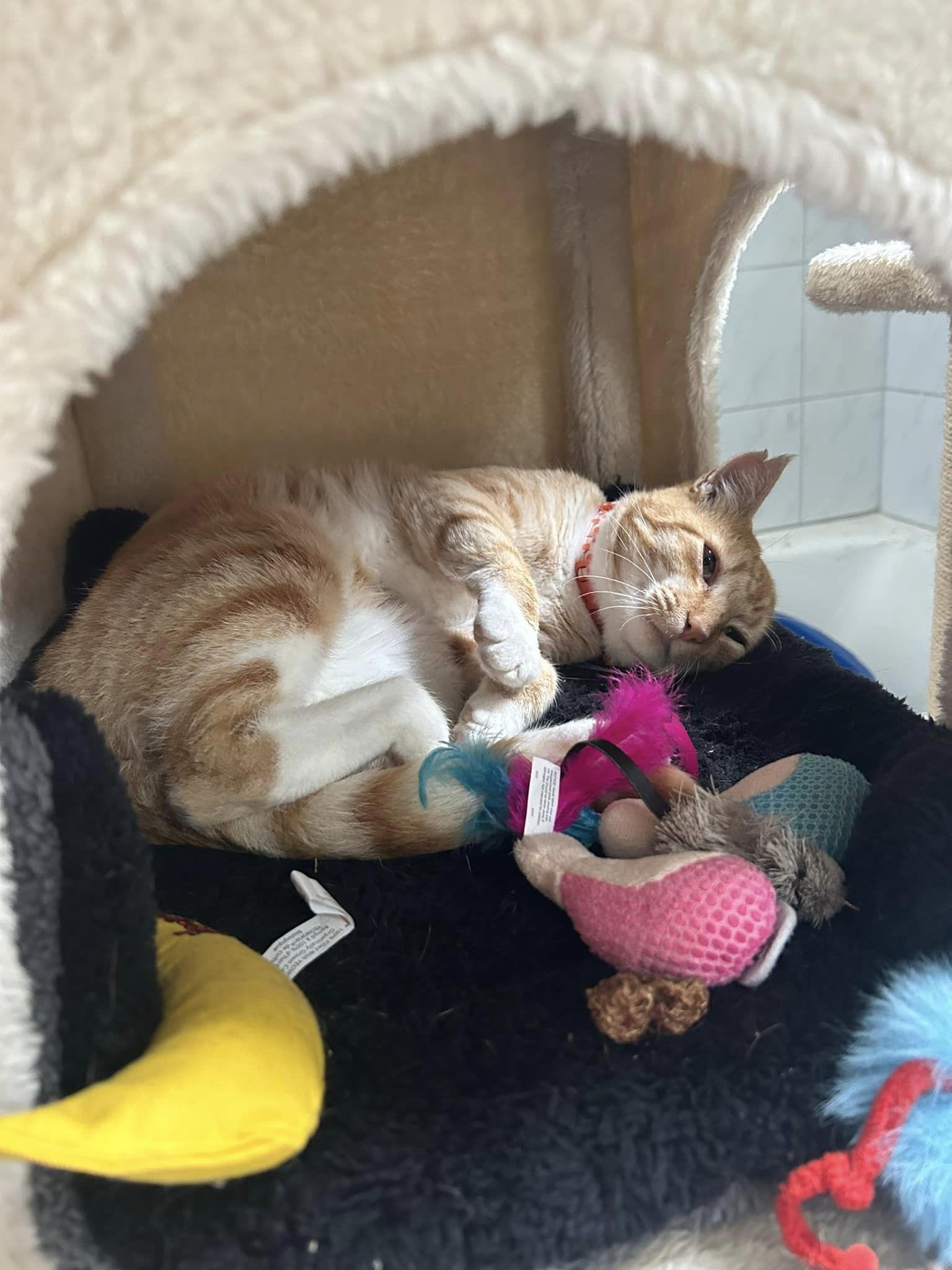 Enlarge Churu, a Adoptable mixed breed in Walnut Creek, CA image 1/2