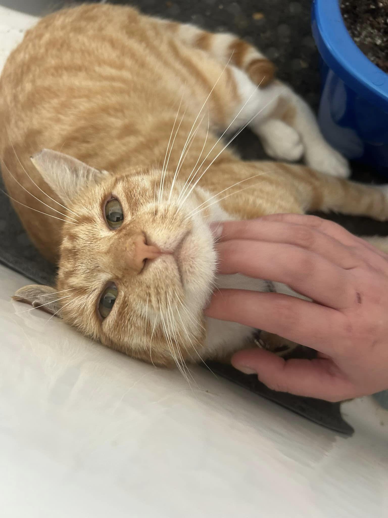 Churu, Adoptable, Adult Male Tabby & Domestic Short Hair.