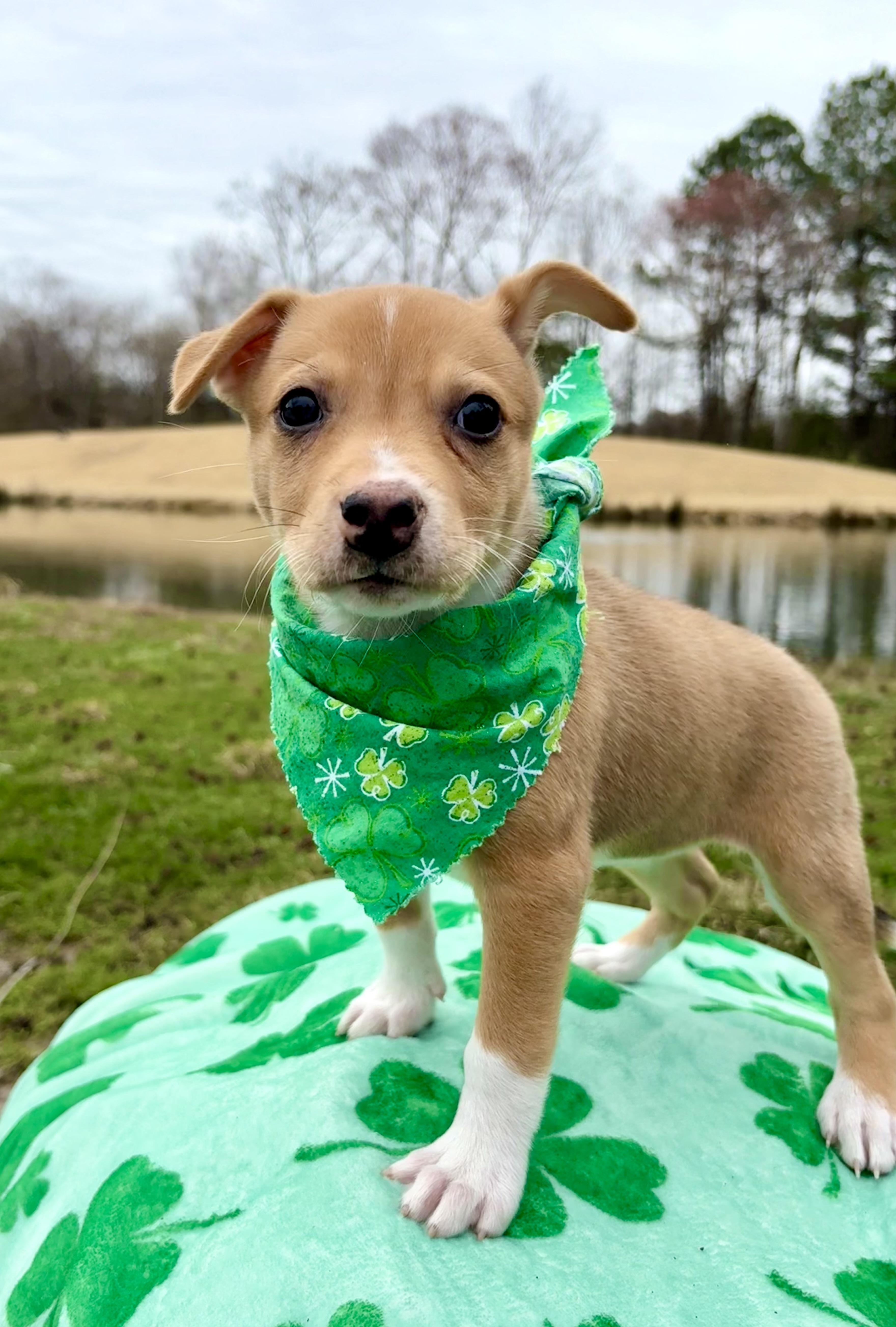Carmen, Adoptable, Puppy Female Beagle & Australian Cattle Dog / Blue Heeler.