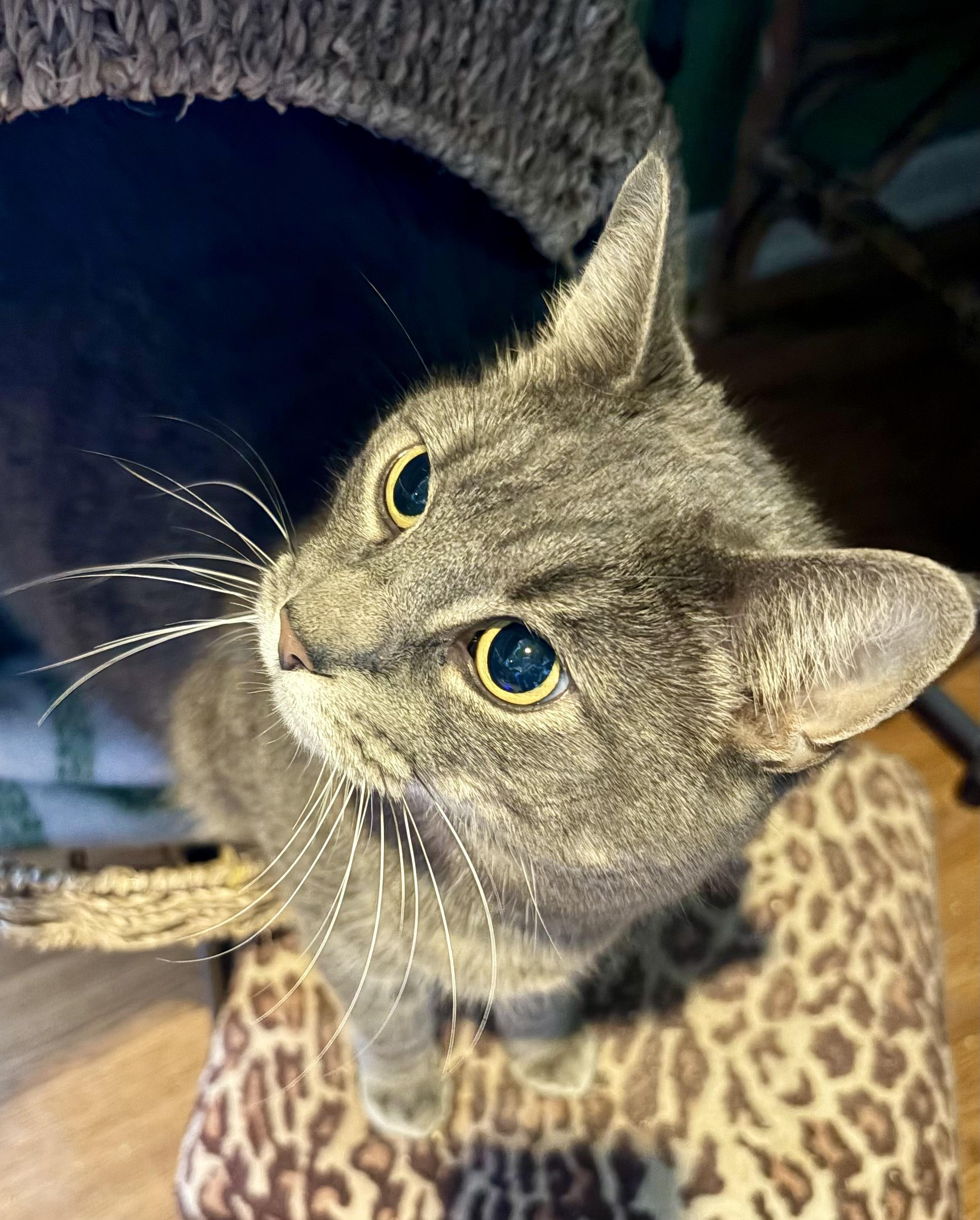 Enlarge Sassy Sophia, an adoptable mixed breed in Bothell, WA image 4/5