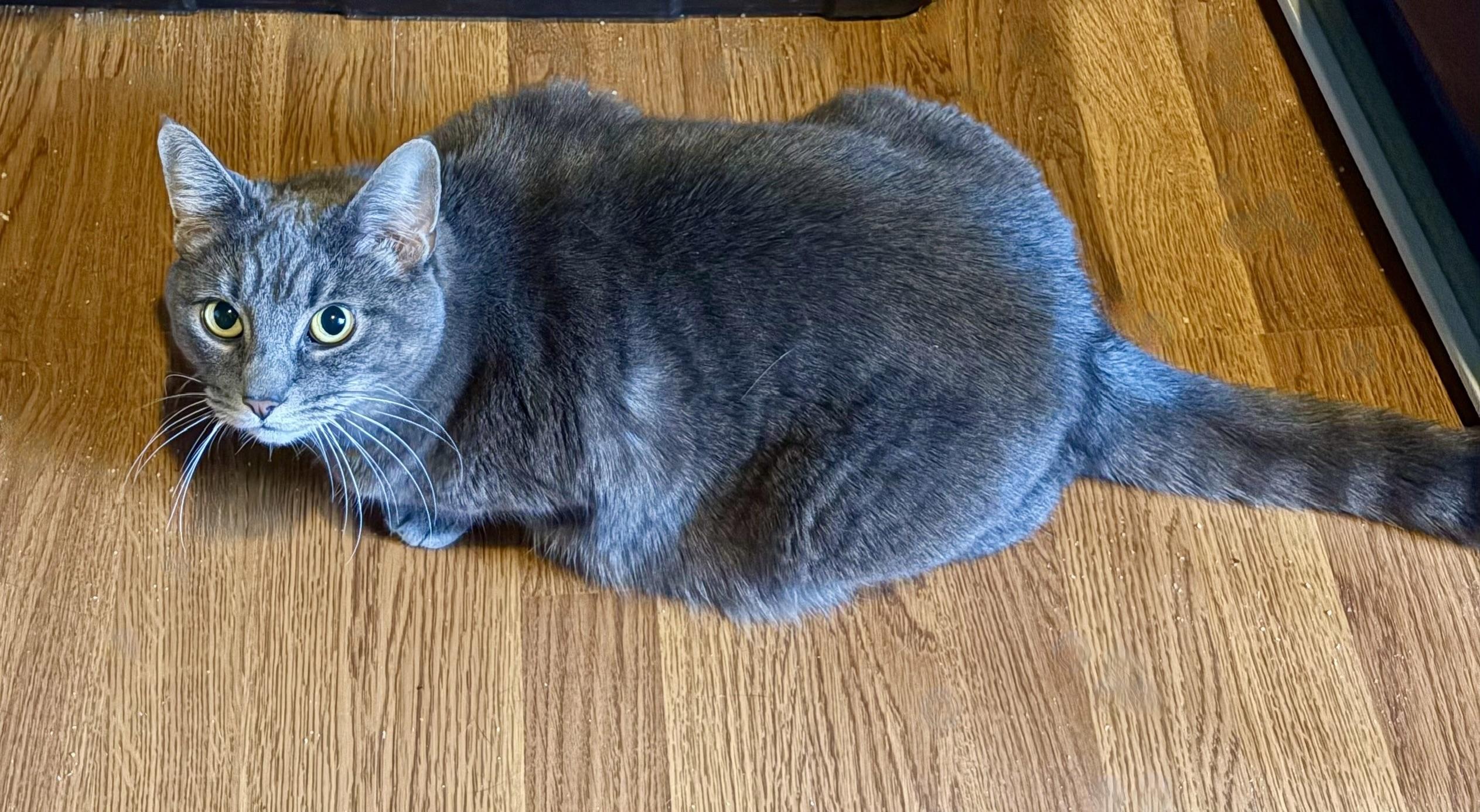 Enlarge Sassy Sophia, an adoptable mixed breed in Bothell, WA image 3/5