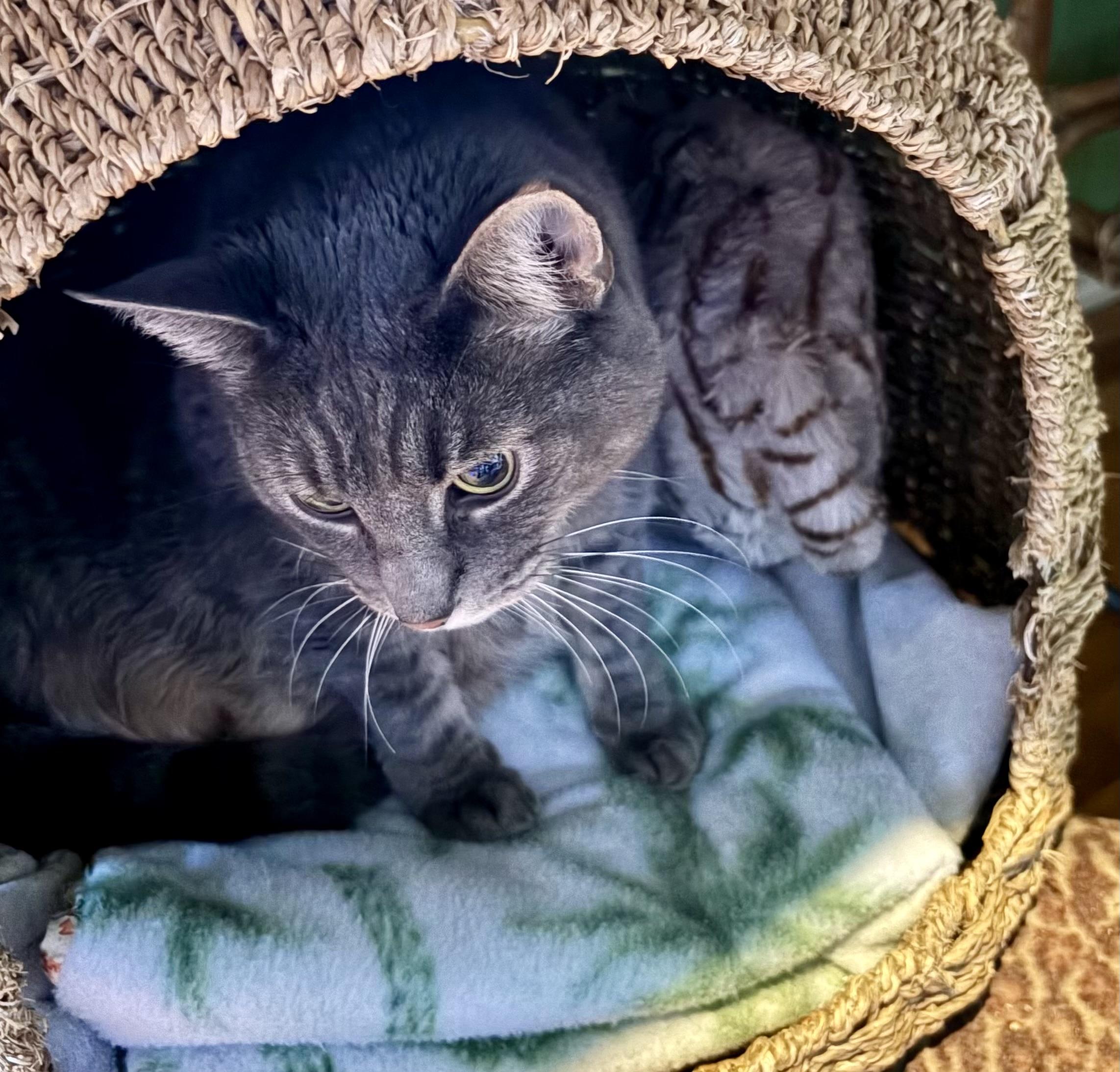 Enlarge Sassy Sophia, an adoptable mixed breed in Bothell, WA image 2/5