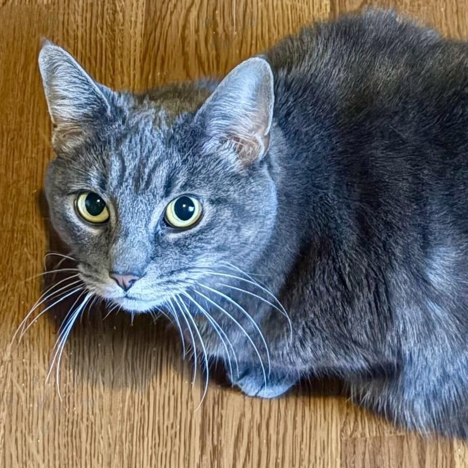 Enlarge Sassy Sophia, an adoptable mixed breed in Bothell, WA image 1/5