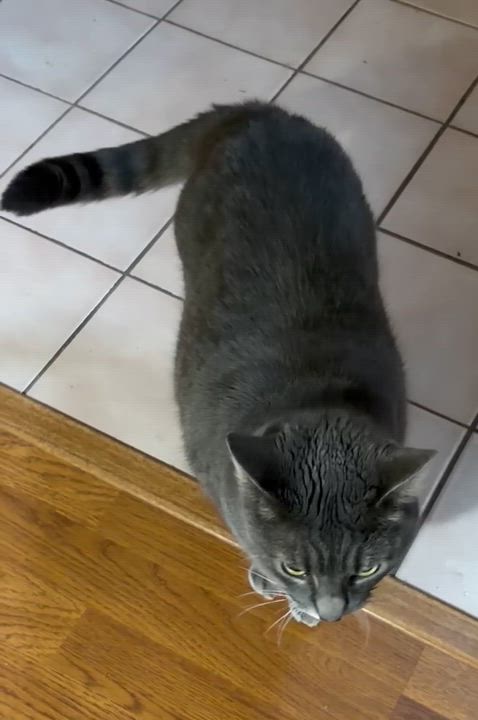 Enlarge Sassy Sophia, an adoptable mixed breed in Bothell, WA video 5/5