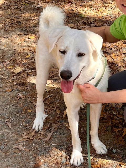 DAISY, Adoptable, Young Female Great Pyrenees & Anatolian Shepherd.