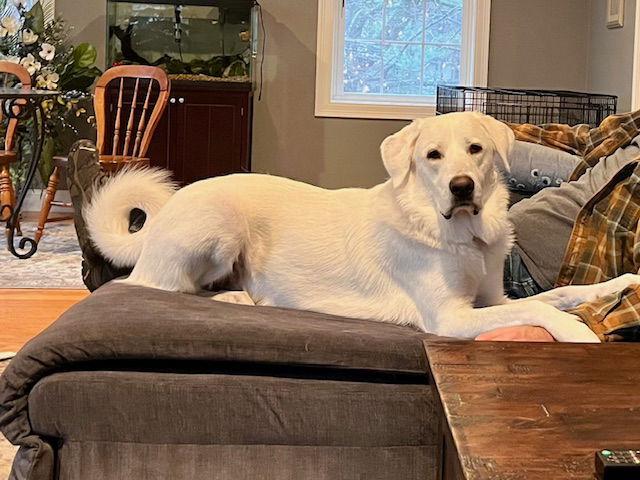 Enlarge DAISY, a Adoptable mixed breed in Croydon, NH image 2/3