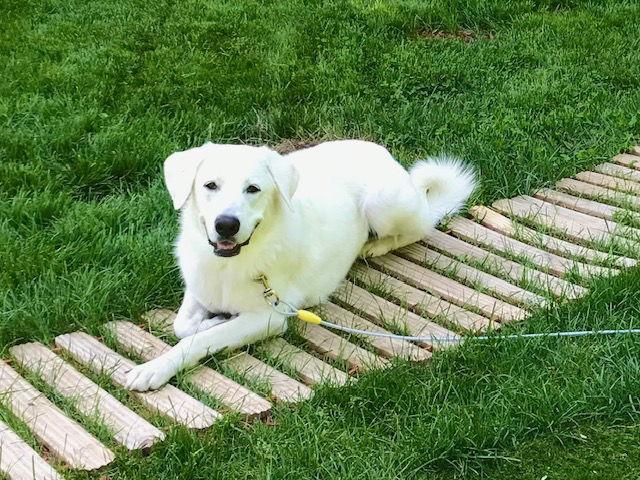 Enlarge DAISY, a Adoptable mixed breed in Croydon, NH image 3/3