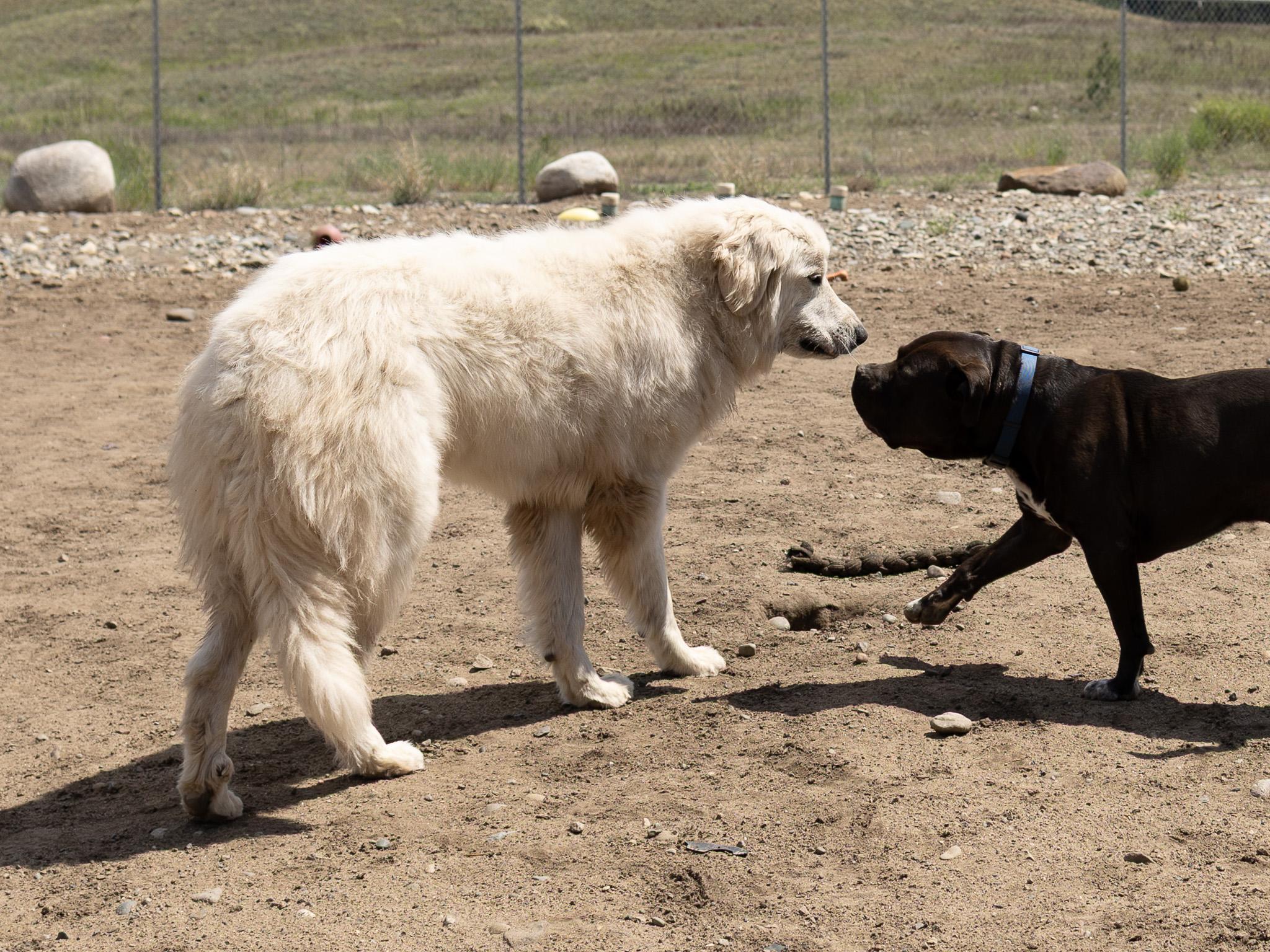 Annie, an adopted mixed breed in Republic, WA image 2/6