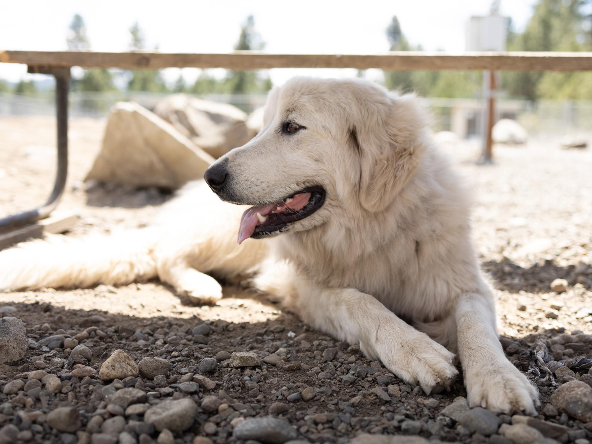 Annie, an adopted mixed breed in Republic, WA image 4/6