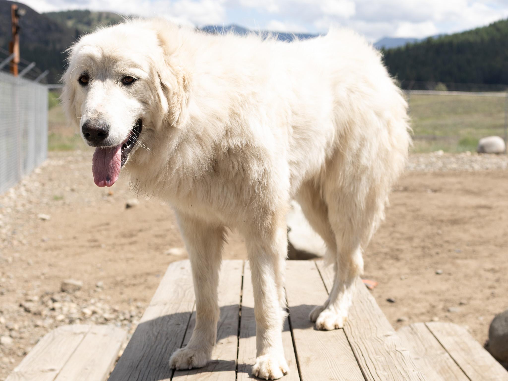 Annie, an adopted mixed breed in Republic, WA image 3/6