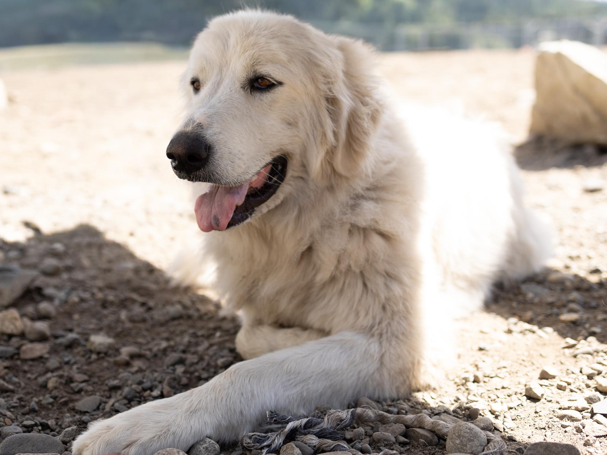 Annie, an adopted mixed breed in Republic, WA image 5/6