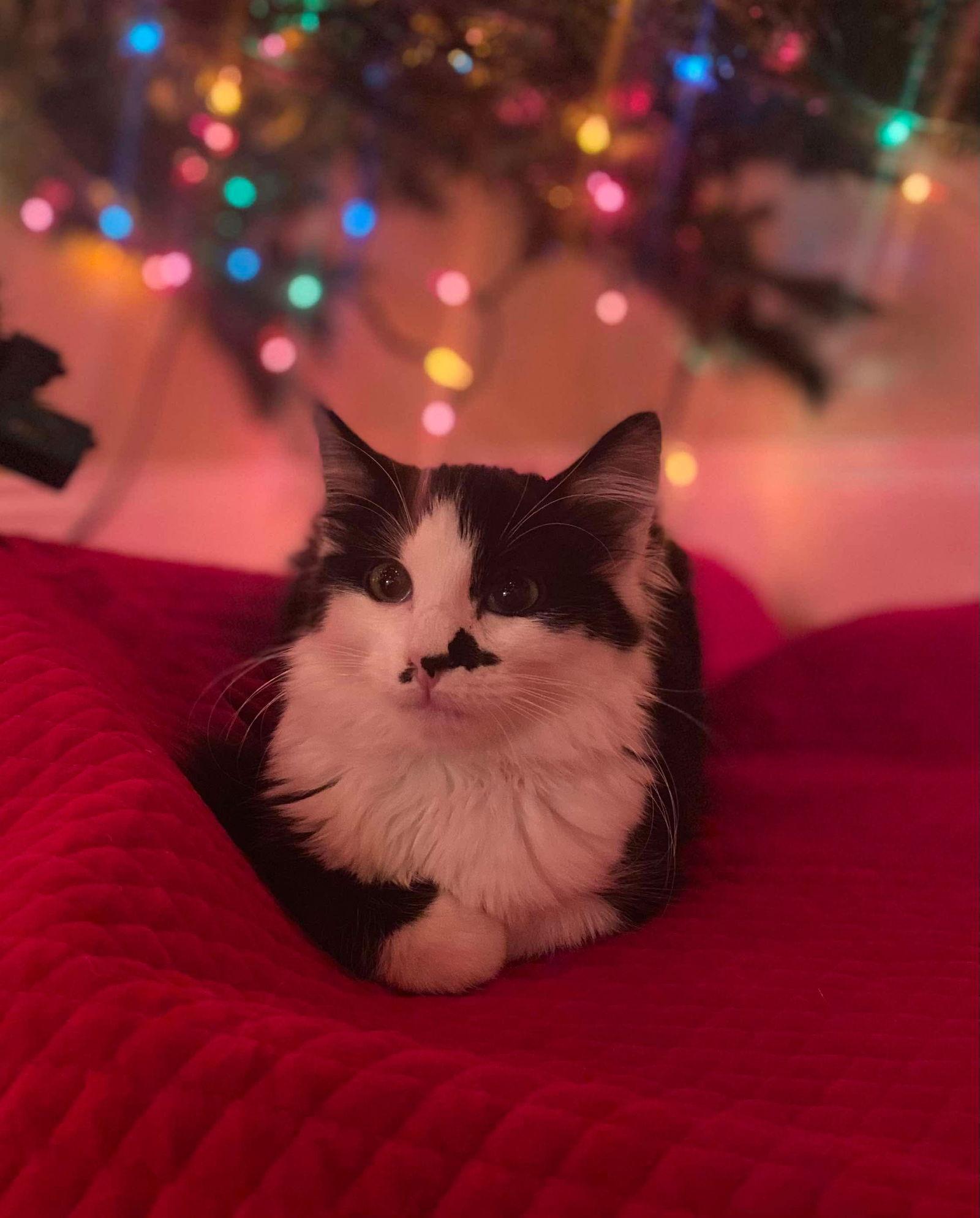 Lyra, a Adoptable Domestic Medium Hair in Oakboro , NC image 2/3