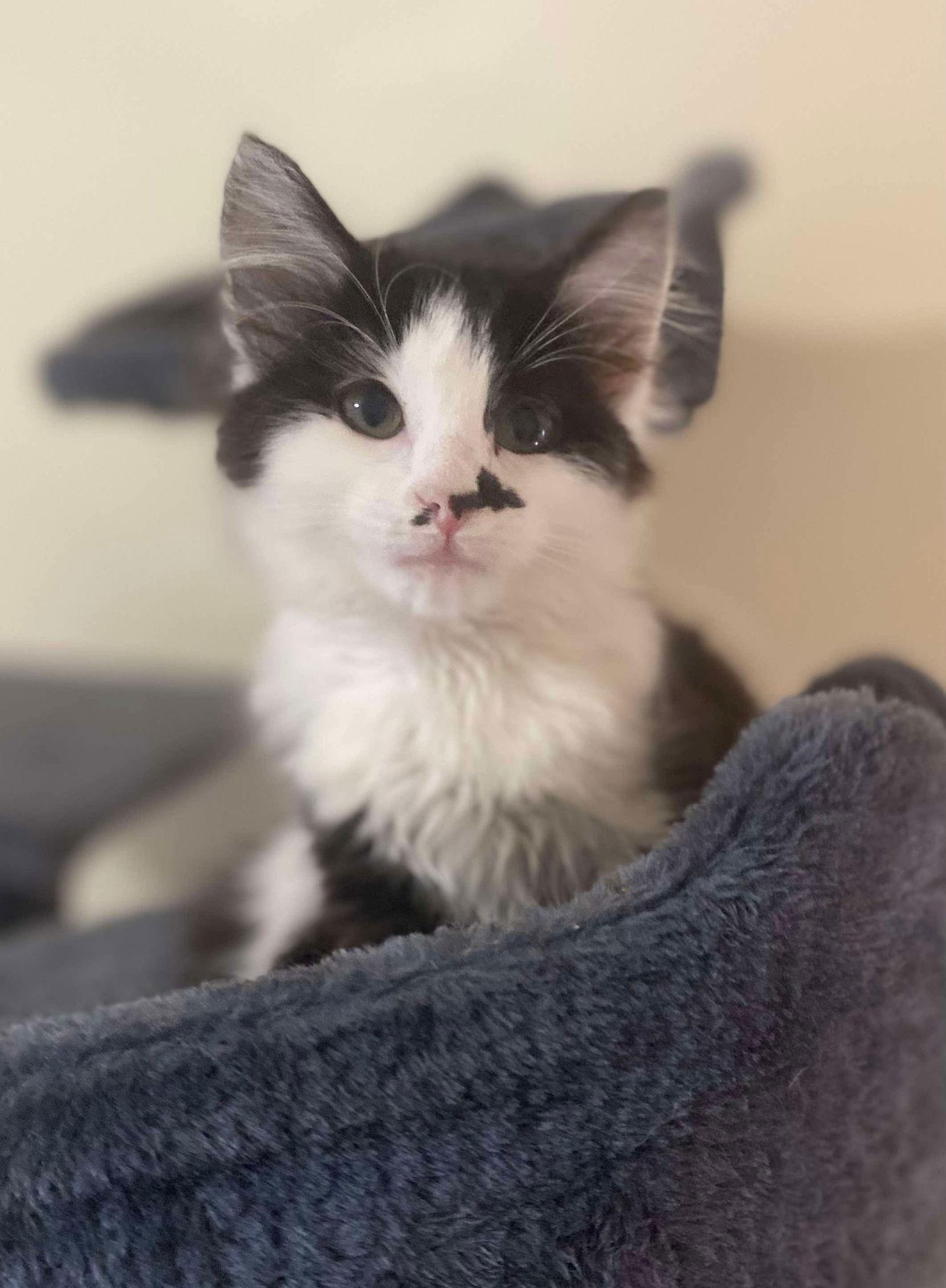 Lyra, a Adoptable Domestic Medium Hair in Oakboro , NC image 3/3