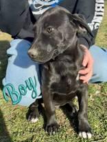 Richard, Adoptable, Puppy Male Pit Bull Terrier.