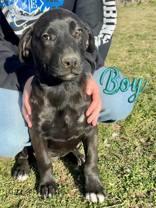 Richard, a Adoptable mixed breed in Madras, OR image 2/3