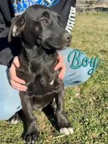 Richard, a Adoptable mixed breed in Madras, OR image 3/3