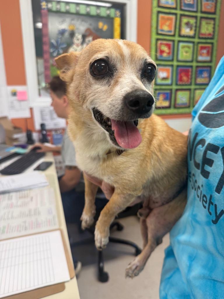 Sam, Adoptable, Senior Male Chihuahua.