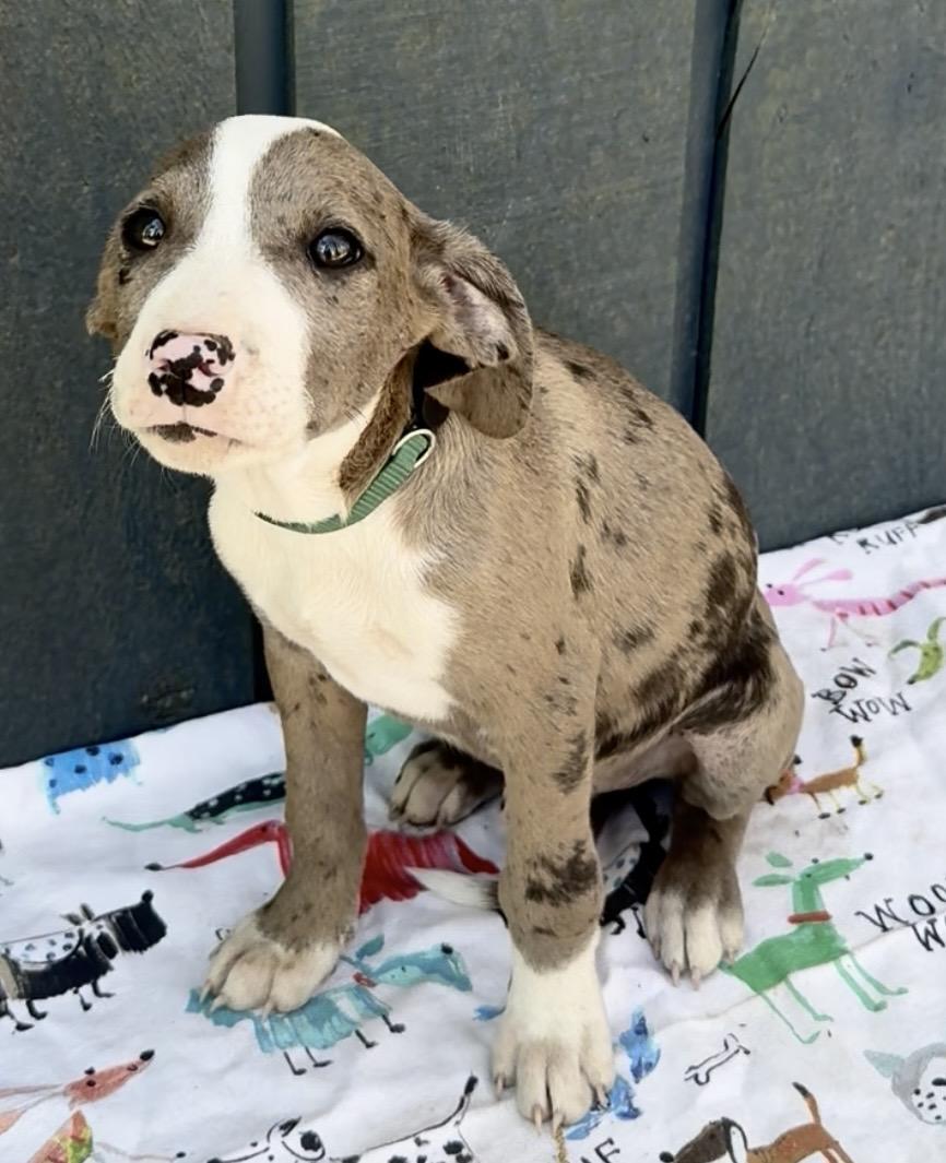 Popsicle, ADOPTABLE, Puppy Male Catahoula Leopard Dog.