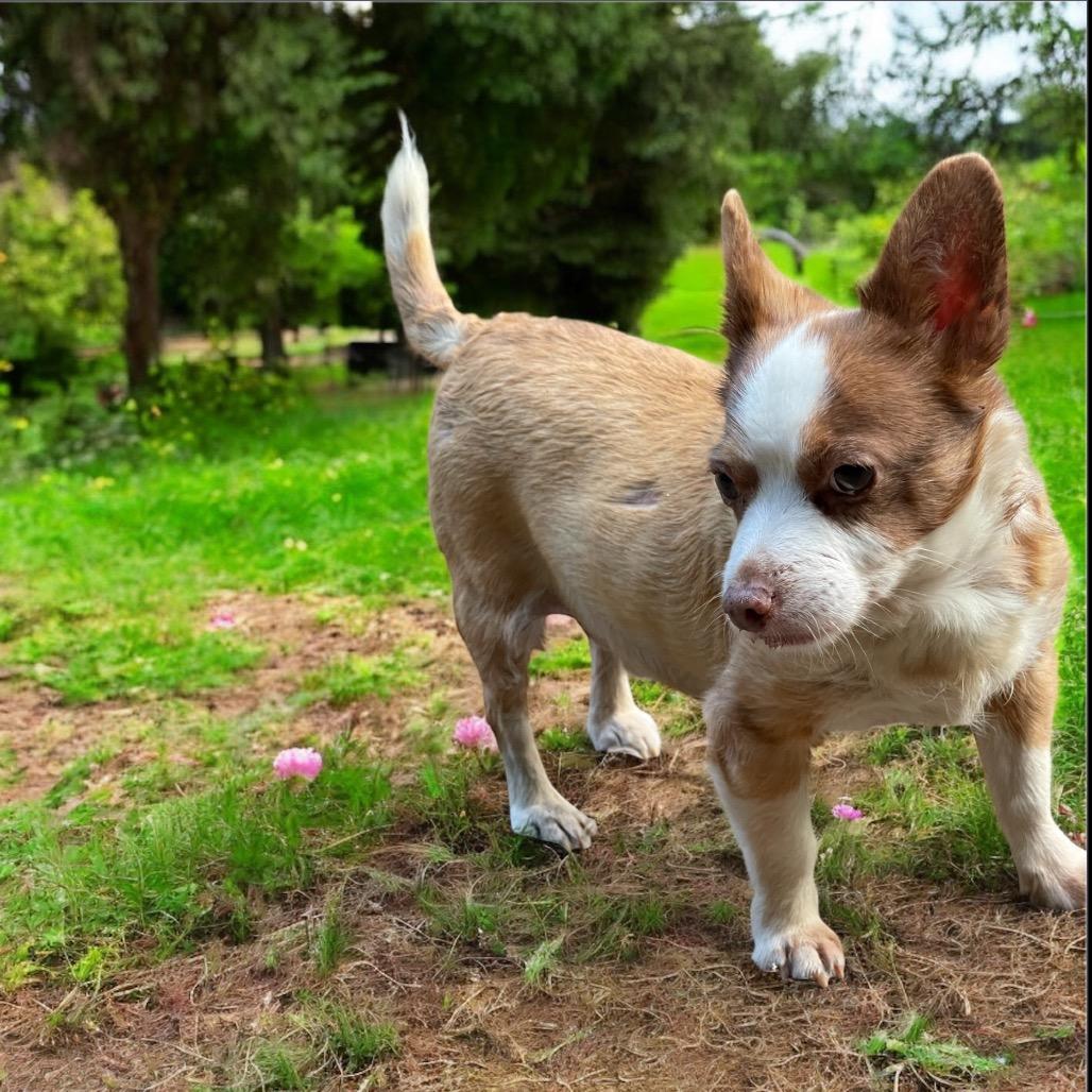 MICKEY (bonded w/Max)