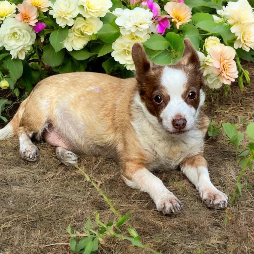 MICKEY (bonded w/Max)