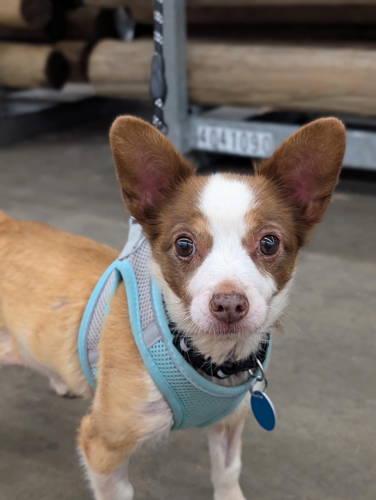 Enlarge MICKEY (bonded w/Max), a Adoptable mixed breed in Graham, WA image 1/6