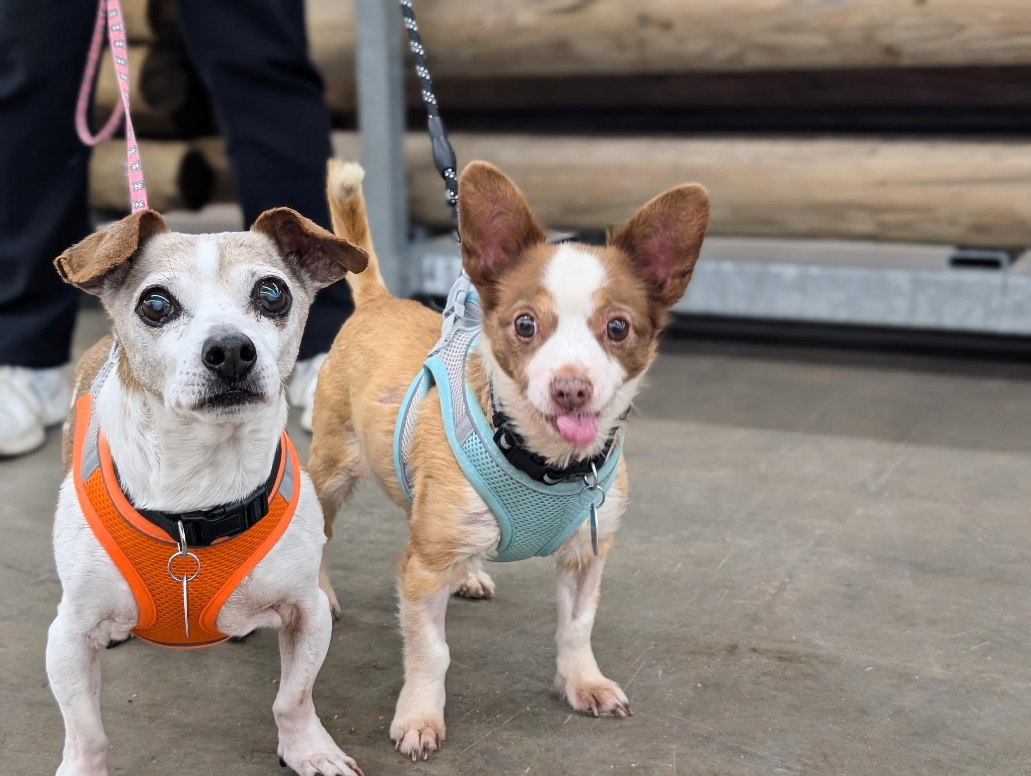 Enlarge MICKEY (bonded w/Max), a Adoptable mixed breed in Graham, WA image 6/6