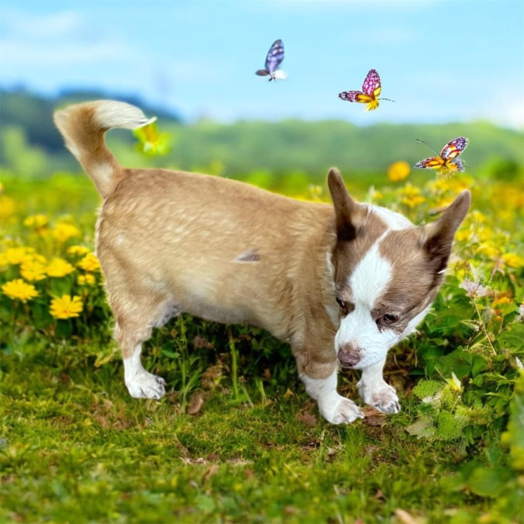 MICKEY (bonded w/Max), a Adoptable mixed breed in Graham, WA image 2/5