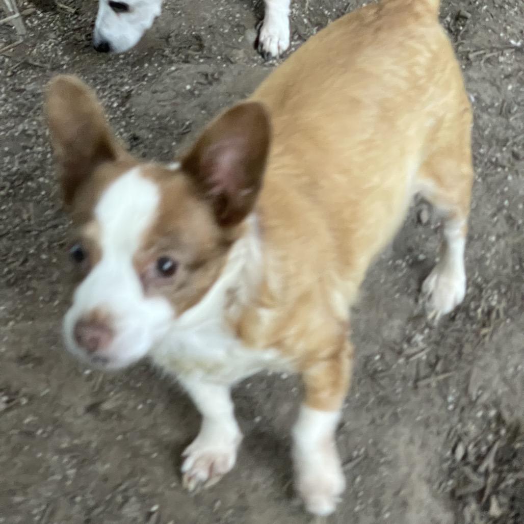 MICKEY (bonded w/Max)