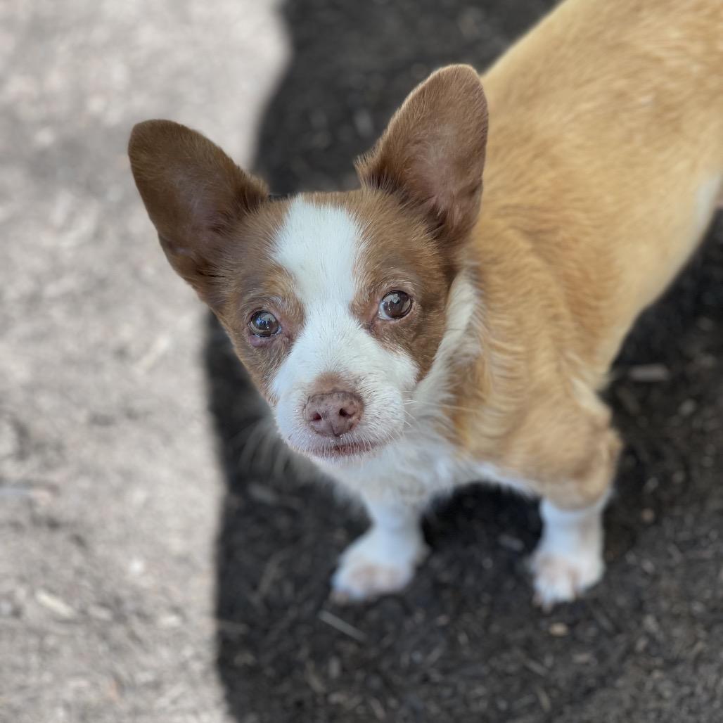 MICKEY (bonded w/Max), Adoptable, Senior Male Chihuahua & Jack Russell Terrier.