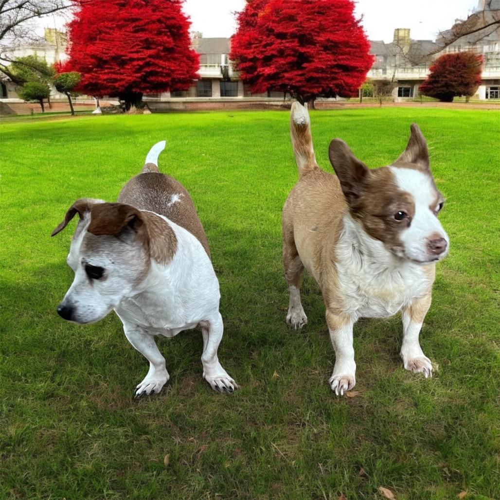 MICKEY (bonded w/Max), a Adoptable mixed breed in Graham, WA image 3/5