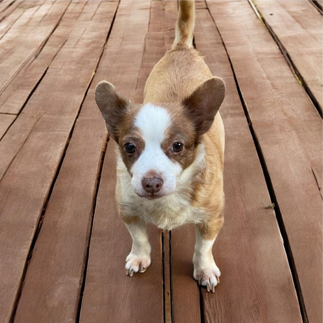 MICKEY (bonded w/Max)