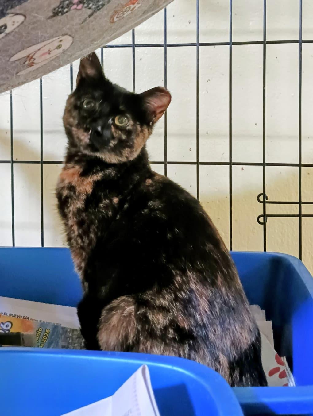 Enlarge Trufa, a Adoptable Domestic Short Hair in Manchester, NH image 2/6