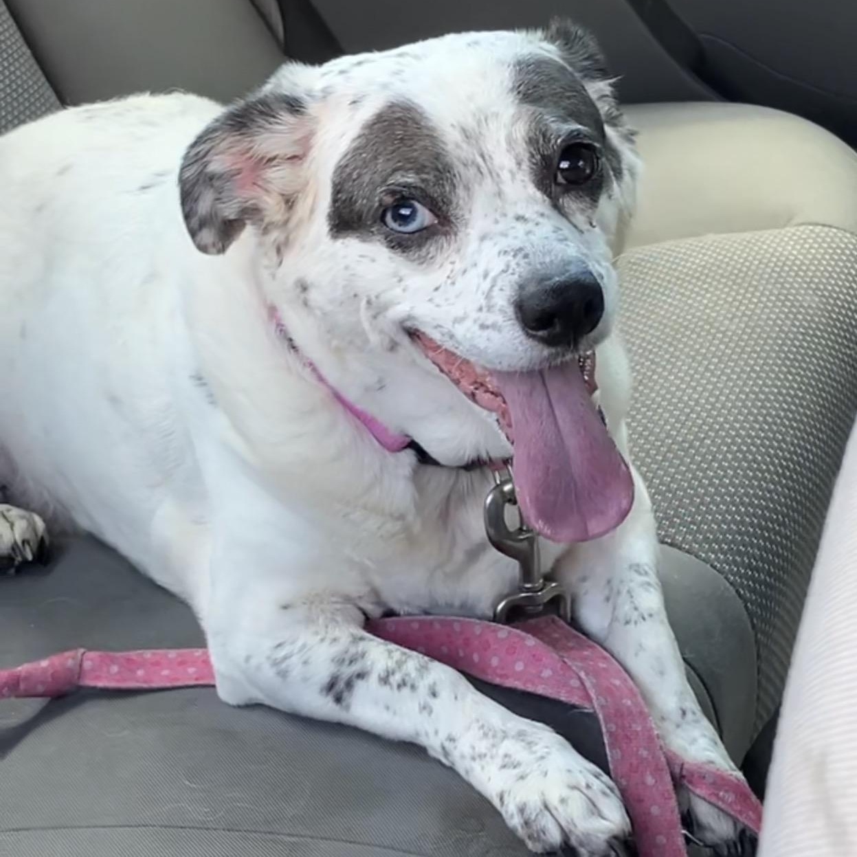 Dottie, an adopted mixed breed in Irmo, SC image 1/2