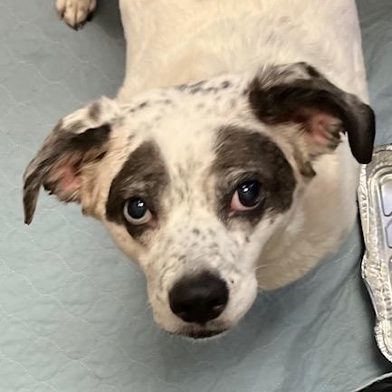 Dottie, an adopted mixed breed in Irmo, SC image 2/2