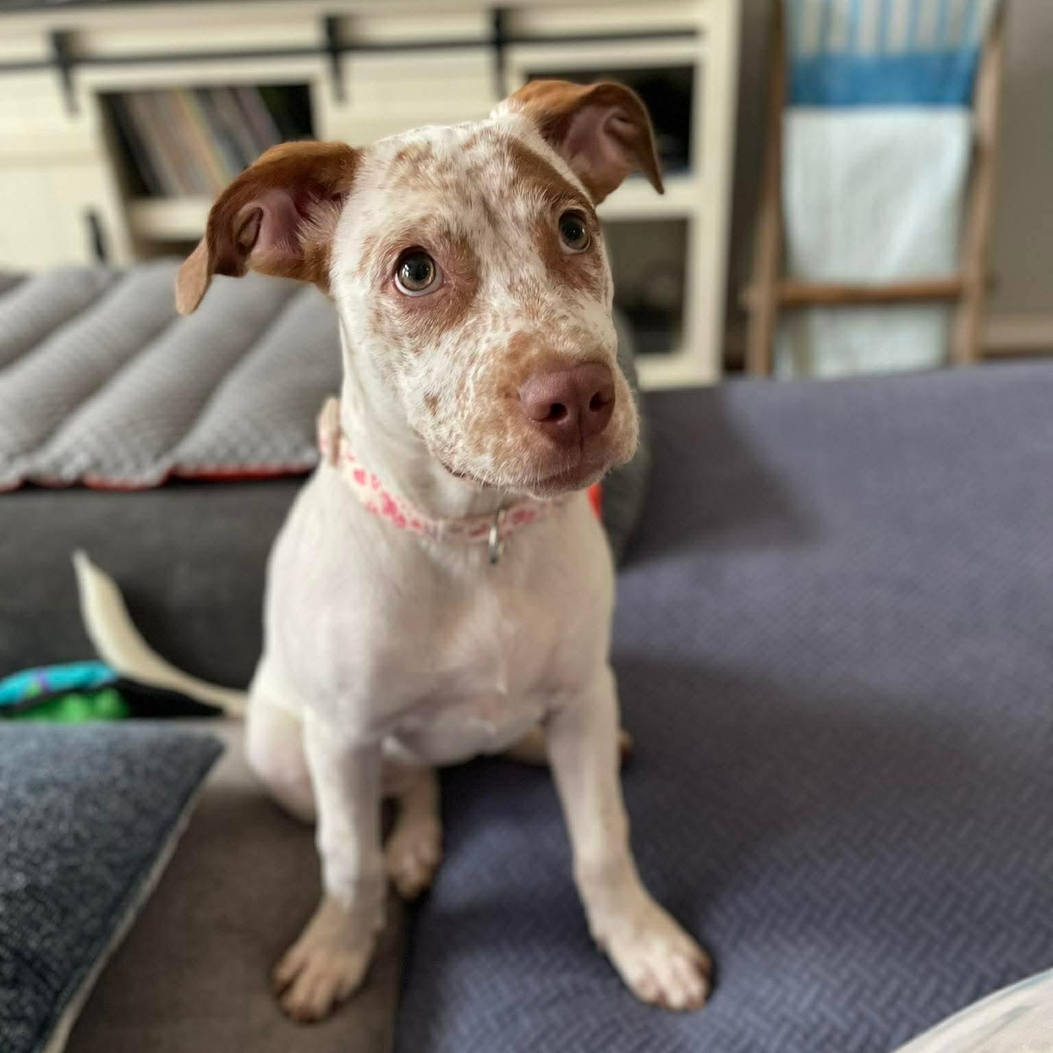 Enlarge Freckles, a ADOPTABLE mixed breed in Forked River, NJ image 6/6