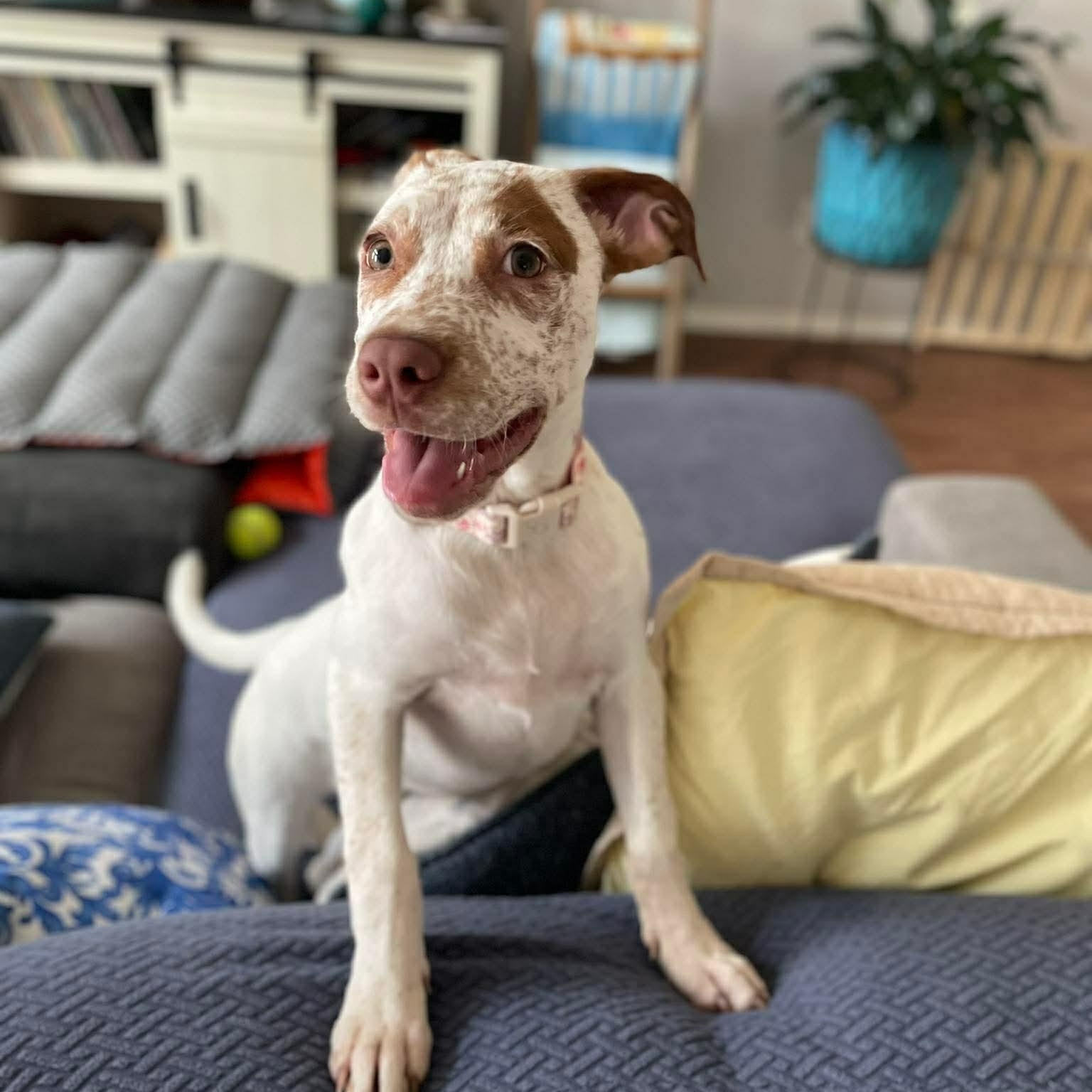 Freckles, ADOPTABLE, Puppy Female American Staffordshire Terrier.