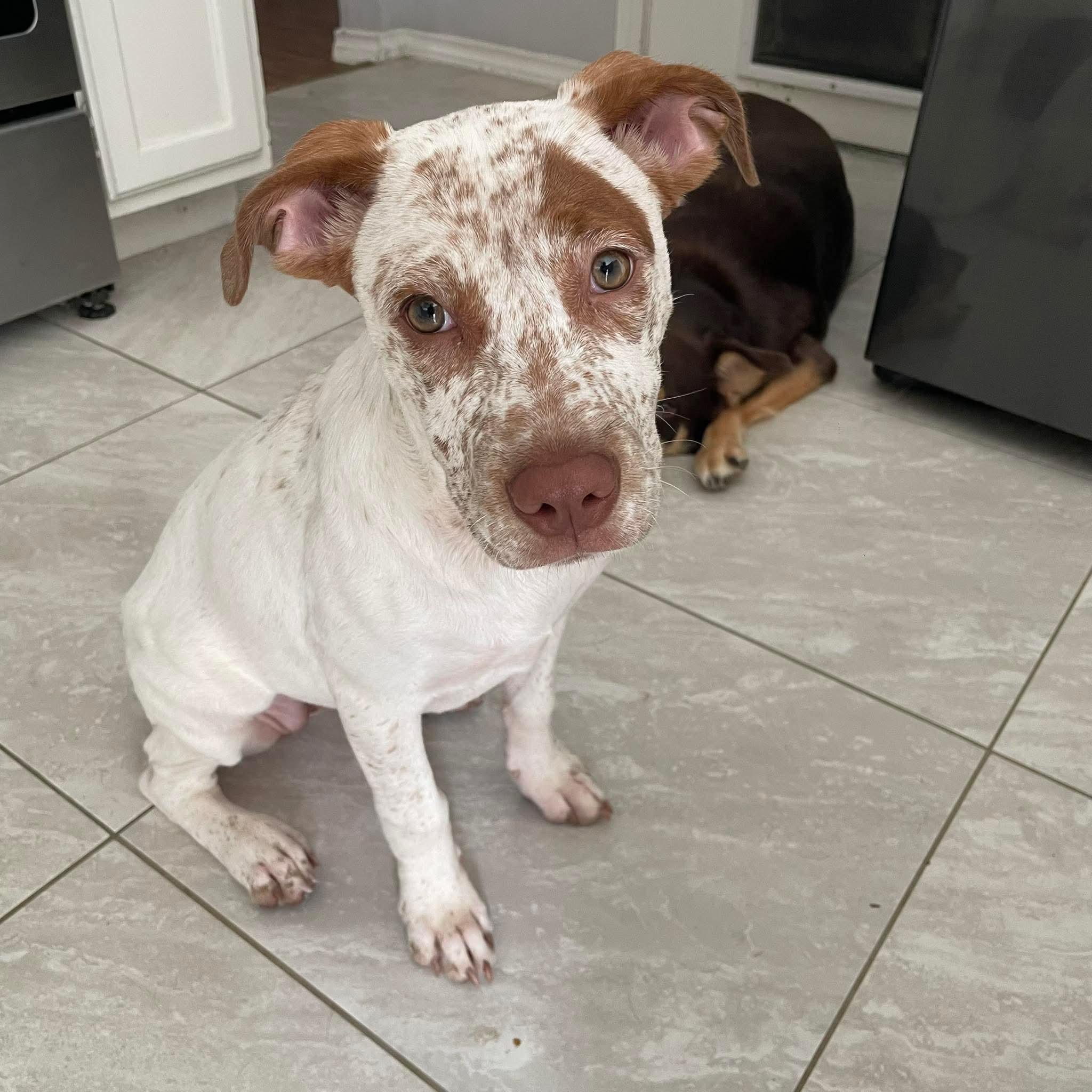 Enlarge Freckles, a ADOPTABLE mixed breed in Forked River, NJ image 5/6