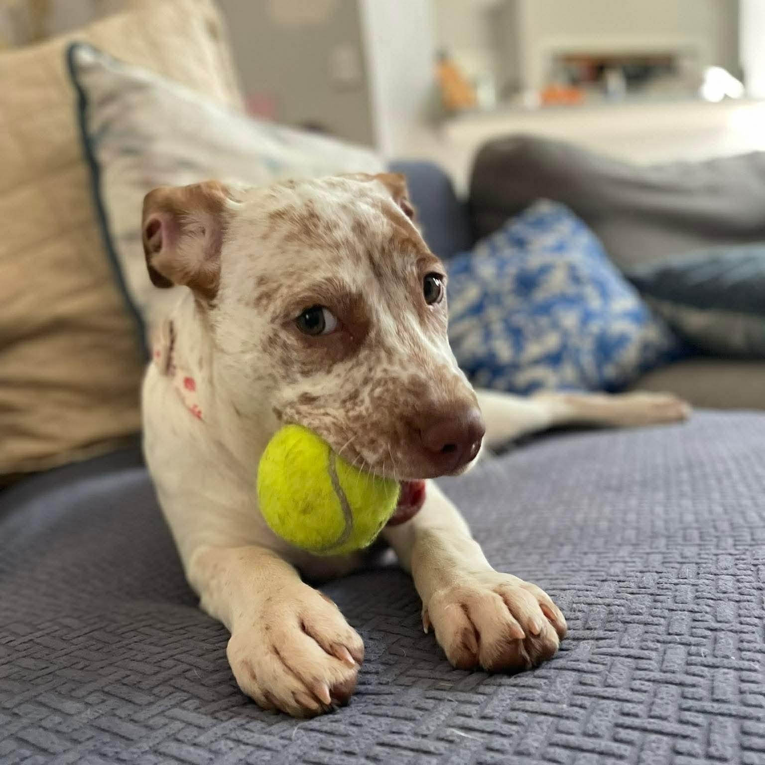 Enlarge Freckles, a ADOPTABLE mixed breed in Forked River, NJ image 3/6