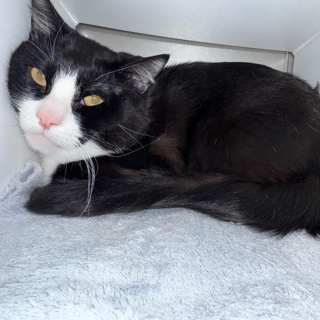 Nyx, Adoptable, Adult Male Domestic Short Hair.