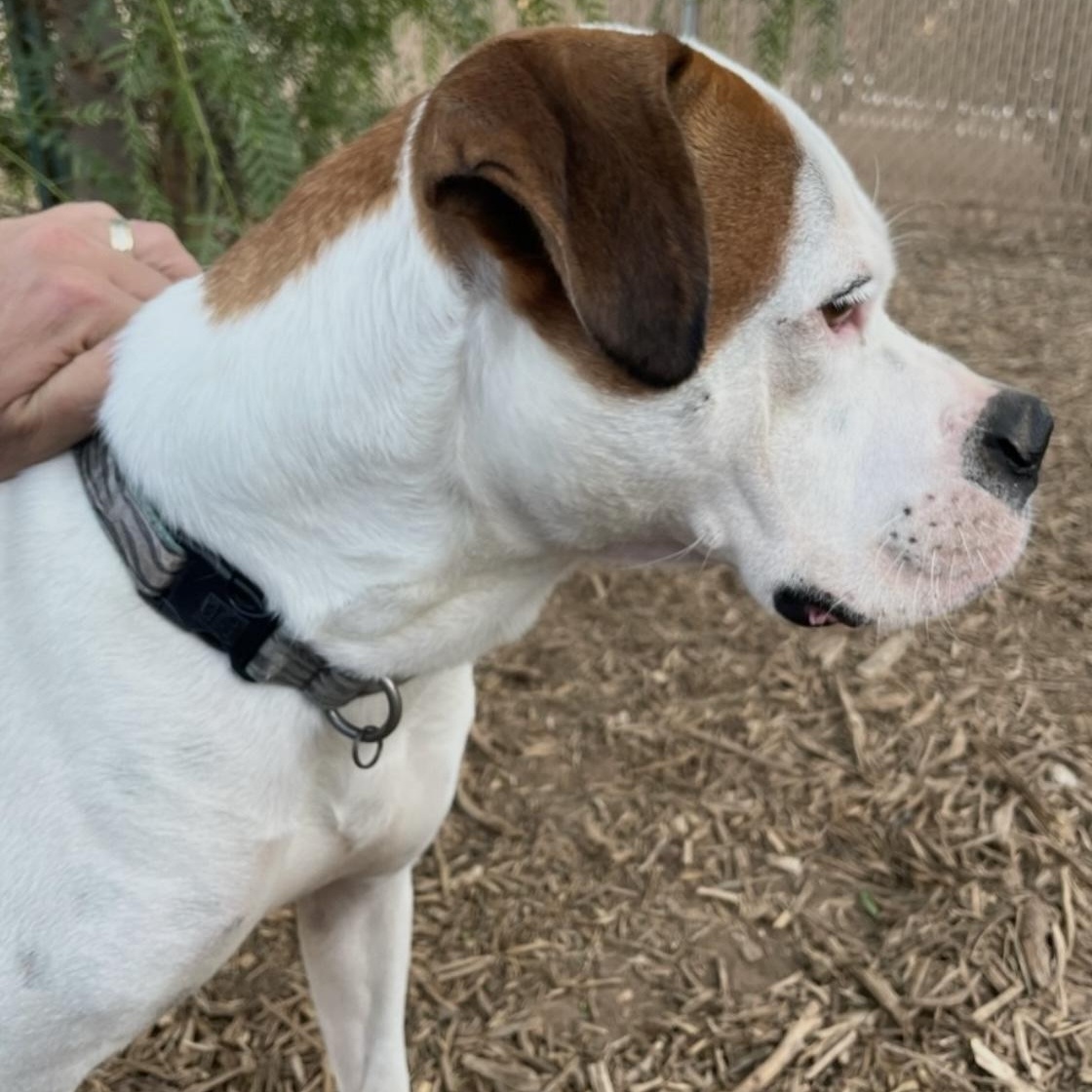BUZZ, a Adoptable American Bulldog in Lebec, CA image 1/3