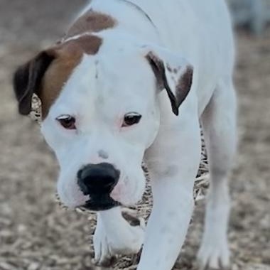 BUZZ, Adoptable, Young Male American Bulldog.