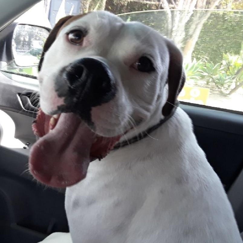 BUZZ, a Adoptable American Bulldog in Lebec, CA image 3/3